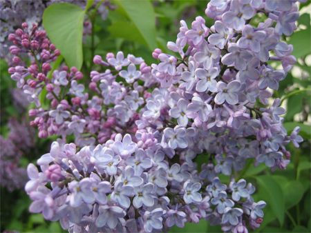 image of lilac flowers
