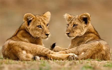 image of two lion cubs, lying on the savannah