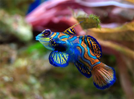 image of a colorful mandarin dragonet fish