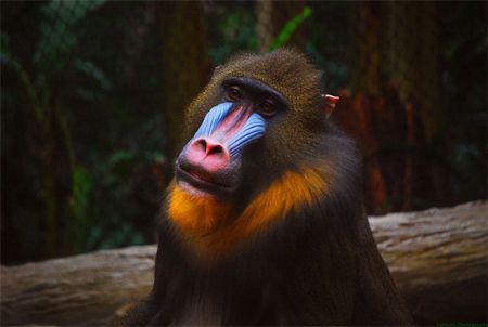 image of a mandrill, a large monkey with a bright blue and red muzzle and a collar of yellow fur