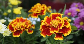 image of marigolds
