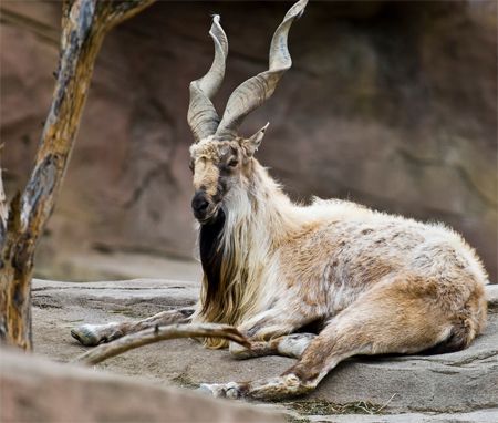 image of a markhor, with big twisty horns
