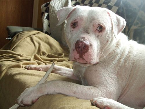 image of a large white and brown-speckled pitbull, sitting on a sofa with a rawhide between his paws