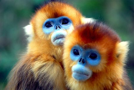 image of two golden monkeys, with ginger plumage and blue faces, snuggling each other
