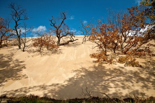 image of the Indiana Dunes