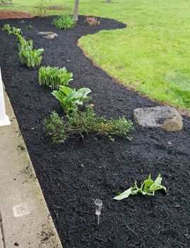 image of a freshly mulched front garden