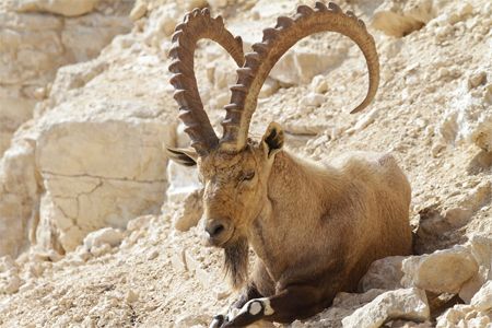 image of a nubian ibex with giant, curled antlers