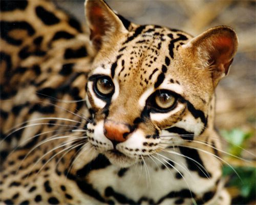 image of an ocelot in close-up