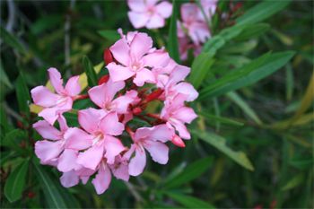 image of pink oleander flowers