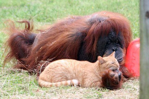 image of an orangutan lying in the grass beside an orange tabby cat, whose chin is wresting on the orangutan's hand