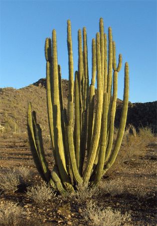 image of an organ pipe cactus