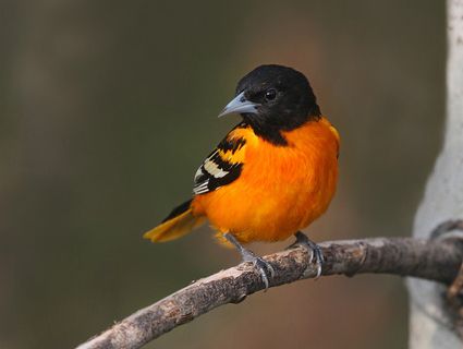 image of an oriole, a small orange and black bird, sitting on a branch