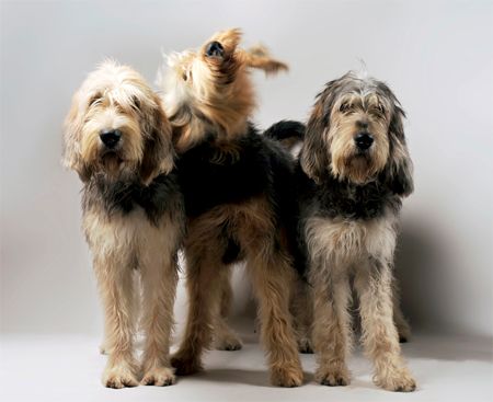 image of three Otterhounds, large shaggy dogs, the middle one of which is shaking hir head