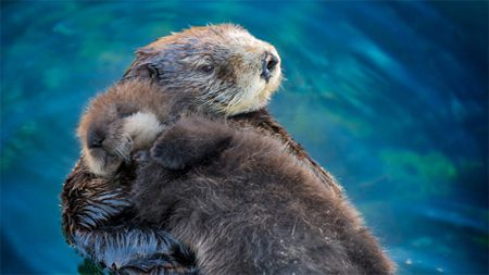 image of two sea otters in the water, hugging each other