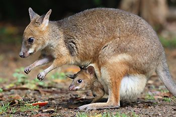 image of a pademelon with a joey peeking out of her pouch
