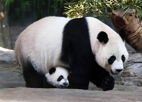 image of one of the babies peeking out from under its mother, wide-eyed