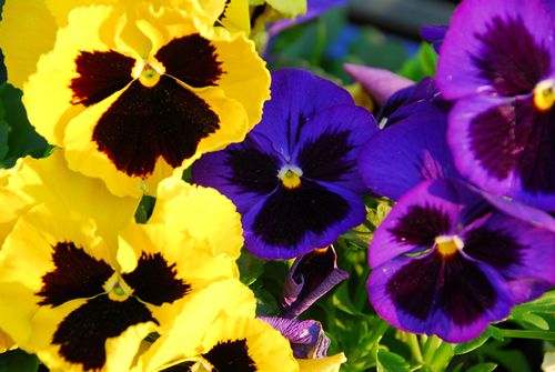 image of yellow and purple pansies
