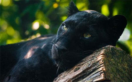 image of a black panther, resting on a branch