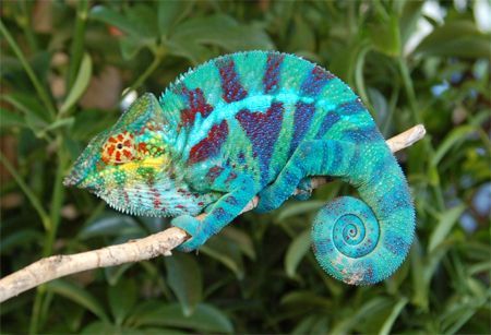 image of a brightly colored panther chameleon sitting on a branch with its tail curled into a tight spiral