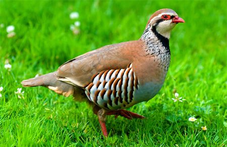 image of a partridge, standing in the grass