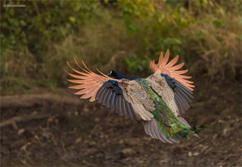 image of a peacock in flight