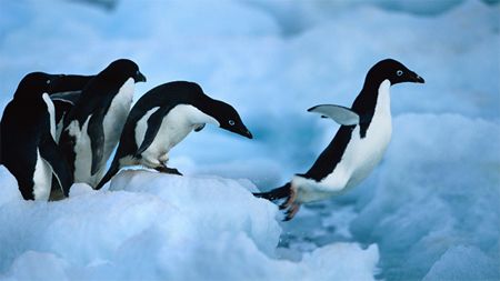 image of penguins clustered on the edge of an iceberg, with one penguin fixing to jump into the water