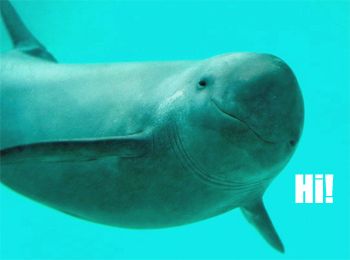 image of a porpoise, smiling, to which I've added text reading: 'Hi!'