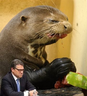 image of an otter making a stink-face while eating a watermelon, into the bottom left corner of which I have photoshopped a picture of Rick Perry pouting