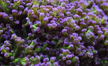 image of purple-tip frogspawn coral, on the floor of the ocean