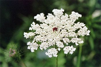 image of a Queen Anne's Lace plant