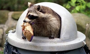 image of a racoon crawling out a trash can with some garbage in its mouth