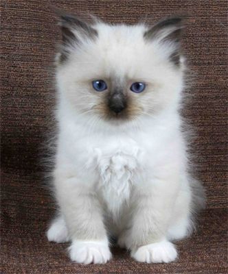 image of a fuzzy white kitten with blue eyes
