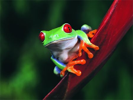 image of a brightly colored red-eyed tree frog, with red eyes, green and purple skin, and orange feet