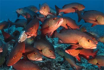 image of a school of red snappers near a reef
