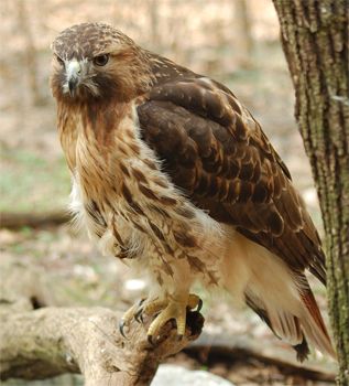 image of a red tailed hawk, sitting on a branch