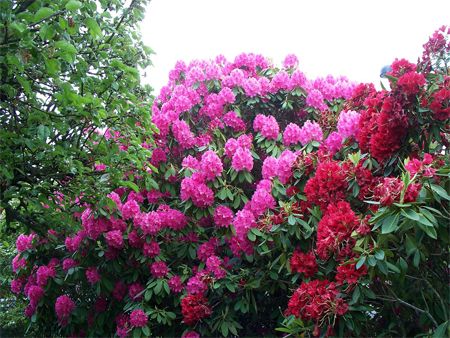 image of red and purple rhododendrons