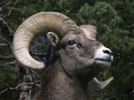 image of a Rocky Mountain bighorn ram, with huge, backwards curling horns