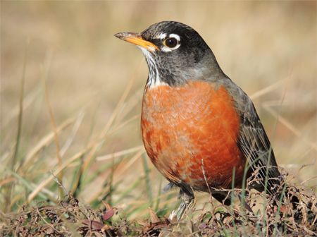 image of a robin redbreast