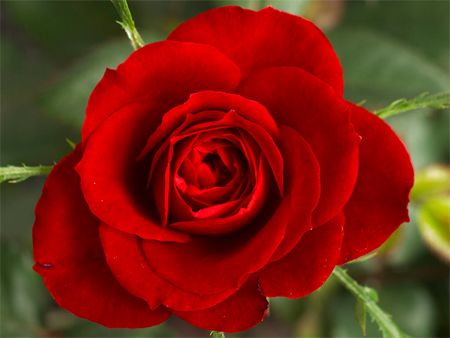 image of a red rose