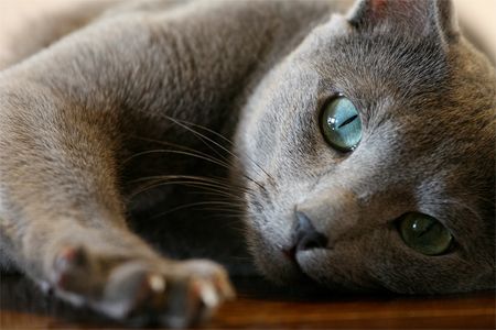 image of a Russian Blue domestic cat
