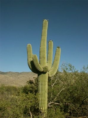 image of a saguaro cactus