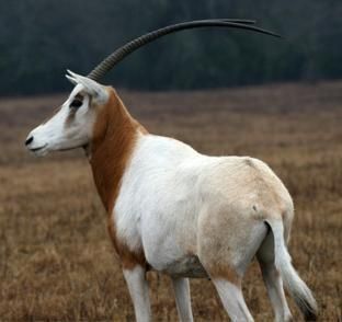 image of a scimitar-horned oryx, with long thin horns pointing backwards away from its head
