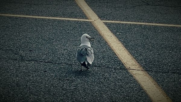 image of a seagull from behind, looking to one side with its beak open, standing near the crossing yellow lines of empty parking spots