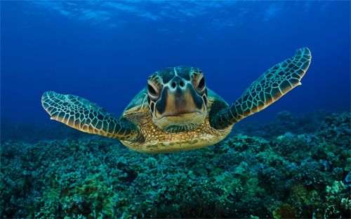 image of a sea turtle swimming toward the camera in beautiful blue-lit water just above a coral reef