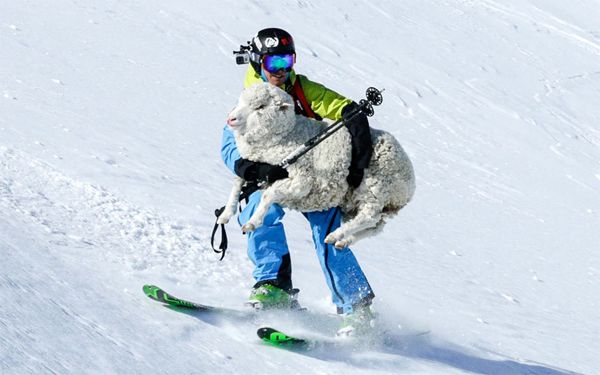 image of a white male skier in a blue and yellow ski suit skiing down a mountainside holding a sheep in his arms