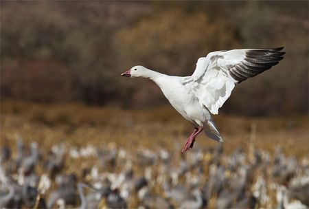 image of a snow goose in flight