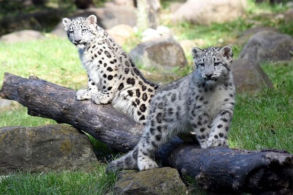 image of two 4-month-old snow leopard sisters perching on a log at Brookfield Zoo in Chicago