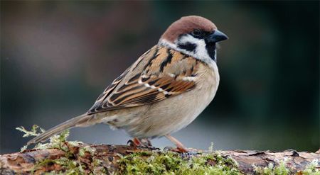 image of a sparrow sitting on a branch