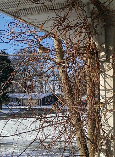 image of two sparrows sitting in the winter-bare vines on our front porch