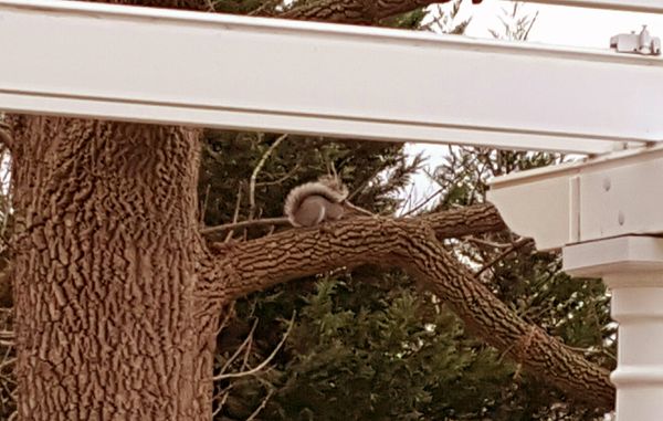 image of a squirrel asleep on a tree branch, with its tail curled up over its back